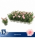 Dianthus