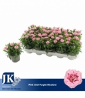 Dianthus