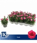 Dianthus