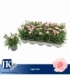 Dianthus