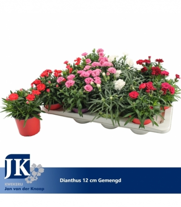 Dianthus