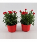 Dianthus