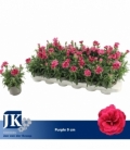 Dianthus