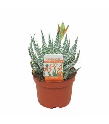 Aloe