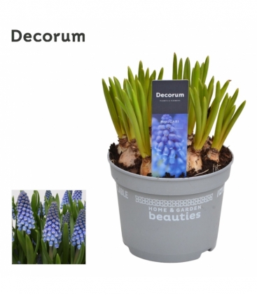 Muscari