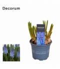 Muscari