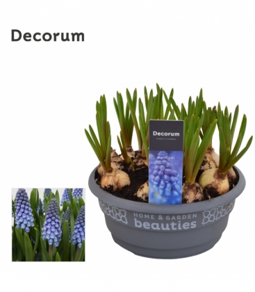 Muscari