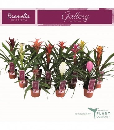 Bromelia