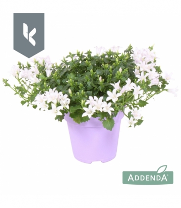 Campanula