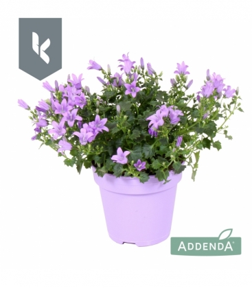 Campanula