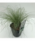 Carex