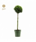 Buxus