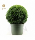 Buxus