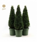 Buxus