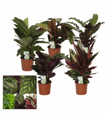 Calathea