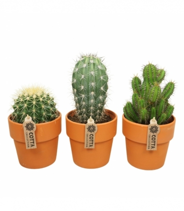 Cactus