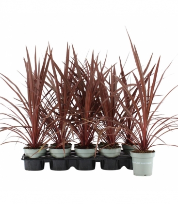 Cordyline