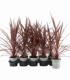 Cordyline