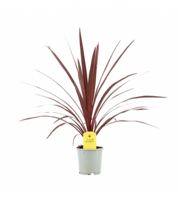 Cordyline