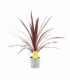 Cordyline