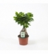 Ficus