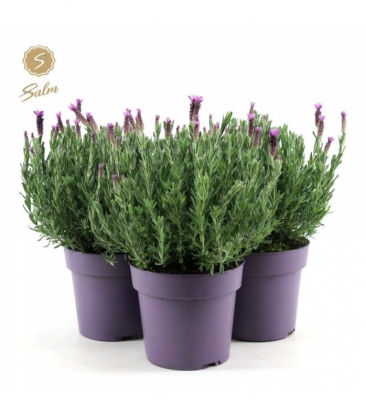 Lavandula