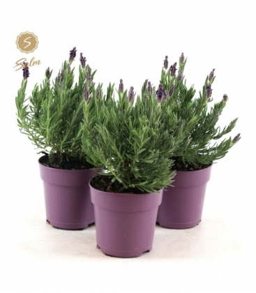 Lavandula