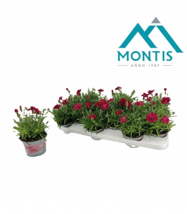 Dianthus