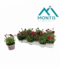 Dianthus