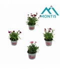 Dianthus