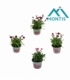 Dianthus