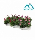 Dianthus