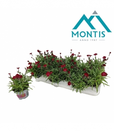 Dianthus