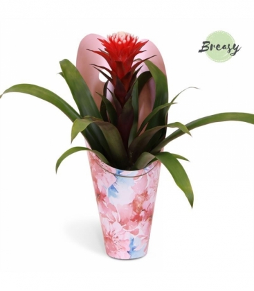 Guzmania